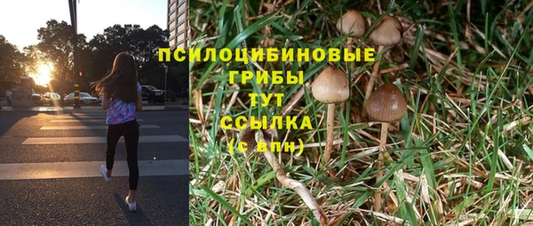 ГАЛЛЮЦИНОГЕННЫЕ ГРИБЫ Тайга